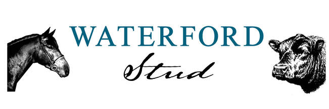 WATERFORD STUD